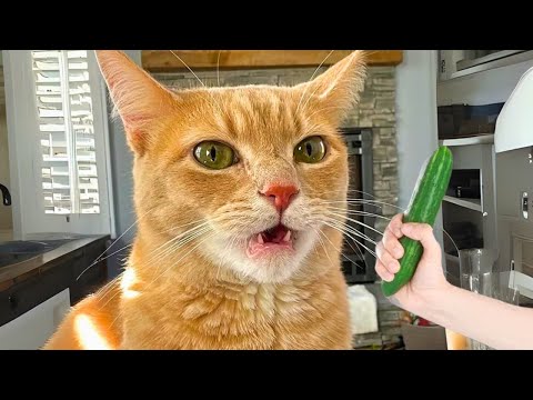 You Laugh, You Lose! 😂 Funniest Dogs & Cats Moments