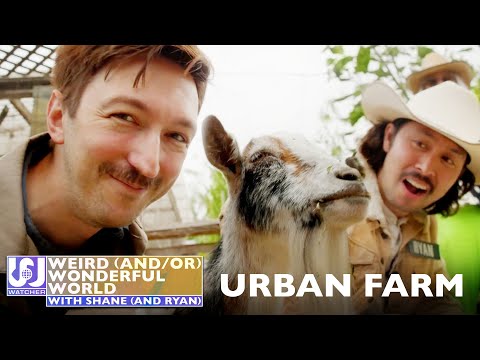 Shane and Ryan Become Urban Farmers • Weird Wonderful World