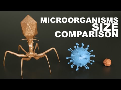 MICROORGANISMS Size Comparison - 3D