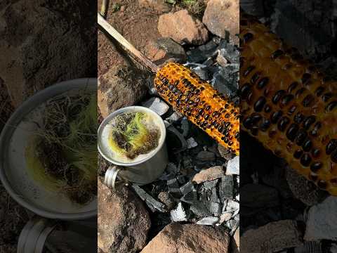 Amazing Lifehack: How to Roast Corn Over a Fire and Brew Tea in the Wilderness. #survival #camping