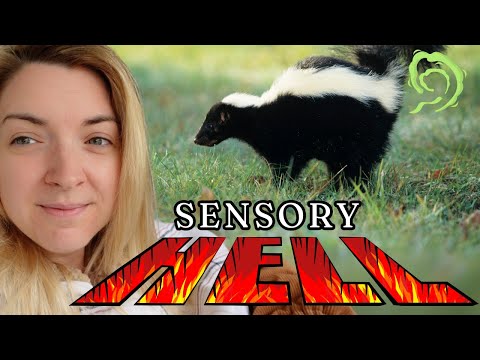 Autism and Skunk Sprays: Navigating Sensory Overload