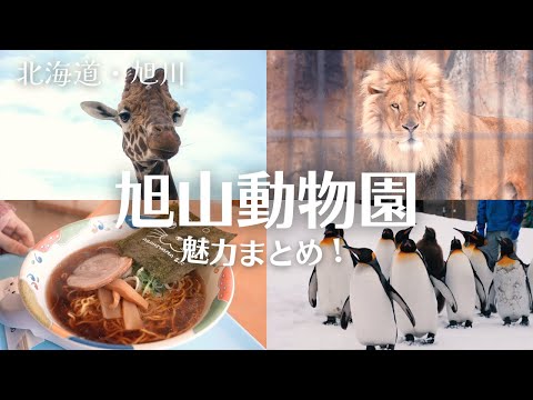 旭山動物園をもっと楽しむ！見どころやランチに食べたいラーメンも