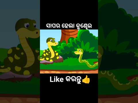 ସାପର ହେଲା କୁଣ୍ଡେଇ😱 #shorts #youtubeshorts #odiagapa #natia #odiacomedy #odiamoralstory #kahani