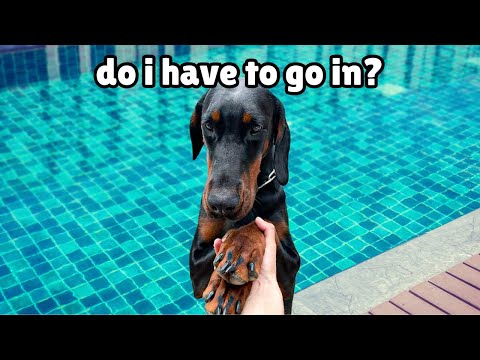 My Dog Tries Swimming For the First Time