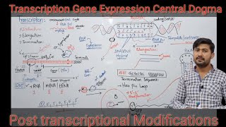 Transcription class 12 | Gene expression Biology class 12 | Central dogma