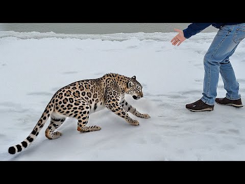 Animals That Asked People for Help & Kindness | Best of the 2024 !