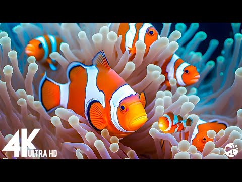 Aquarium 4K VIDEO (ULTRA HD) - Sea Animals With Relaxing Music - Rare & Colorful Sea Life Video