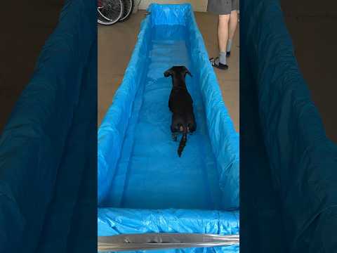 Easy at-home hydrotherapy for your dog!