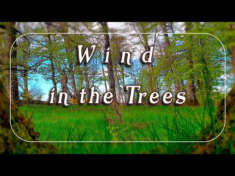 Wind in the Trees 🌿 Healing Frequency of Wind Blowing Peacefully Through Trees Sound 🌳NATURE THERAPY