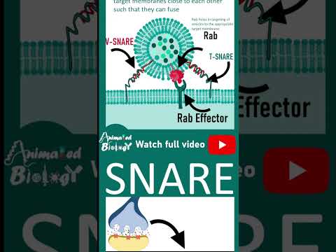 SNARE complexes and vesicle fusion | Cell bio in 1 minutes