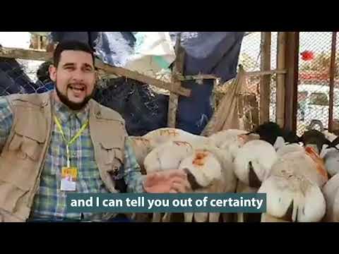 Qurbani in a Combat Zone - Adam Kelwick in Yemen