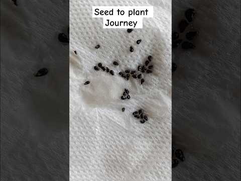 Growing dragon plant from seed|timelapse of dragon fruit plant#youtubeshorts#dragon#dragonplant#grow