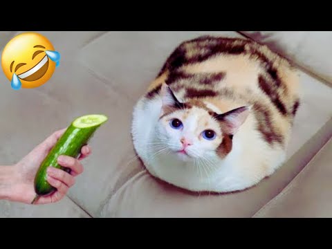 Animals Having a Bad Day | Funny Moments & Hilarious Fails