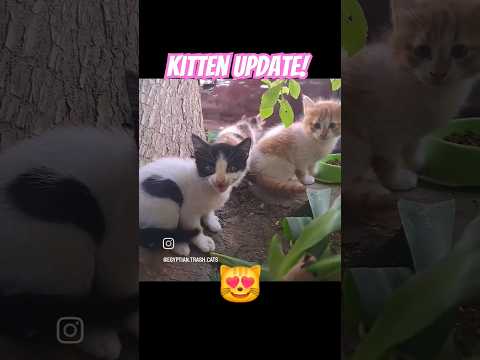 😻 Kitten Update! #cat #cat #egyptiancats #catrescue #animals #catrescueteam #catlover #rescuekitty