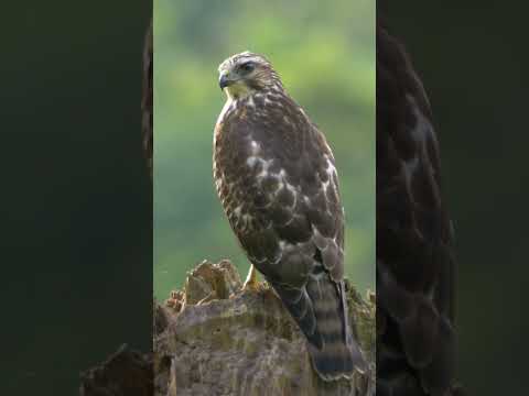 Broad-winged Hawk #shorts