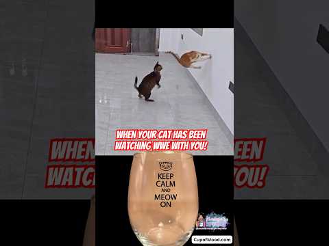 #wwe #wweraw #catfunny #cupofmood