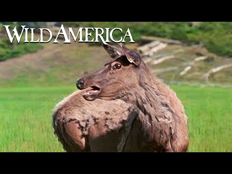 Wild America | S6 E8 Cutthroat: Yellowstone Lake Part 2 | Full Episode HD