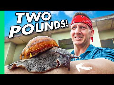 How Eating Snails Could Save Africa's Bush Animals!!