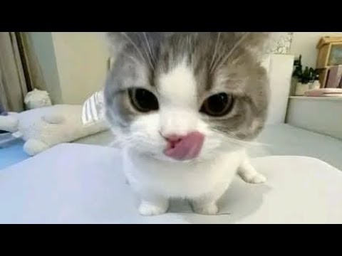 FUNNIEST_Pet_Fails!_🤣_😂___Best_Compilation_2025