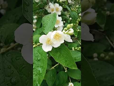 jasmine #city #spring #nature