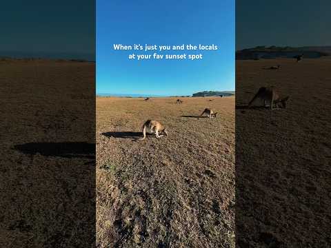 Lucky they were friendly! #australia #animals #vanlife #kangaroos #travel #nature #nsw