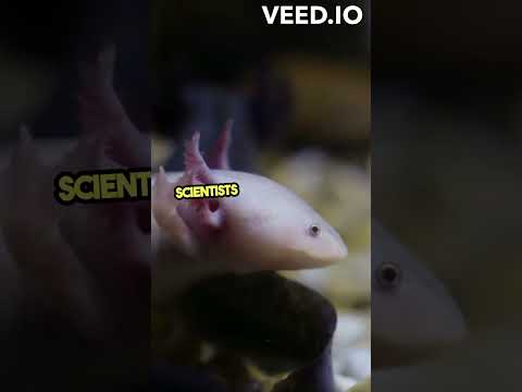 Incredible Axolotls  A Fascinating Endangered Species#nature #animals #amazing #science #axolotl