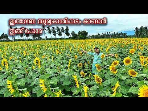 Sunflower Field in Tenkasi 2024 season || Sambavar vadagarai