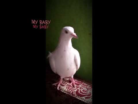 My Bab (⁠╯⁠︵⁠╰⁠,⁠) #shortvideo #music #pigeon