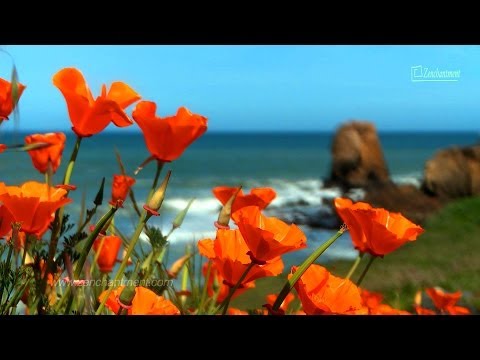 Zen Ocean Waves & Wild Flowers - California's Coast - Relaxation, Meditation, Mindfulness