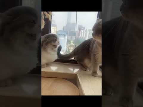 Funniest Animal Videos 😆 Try Not To Laugh Cats And Dogs 🤣 #funny #funnyvideo #viral #shorts