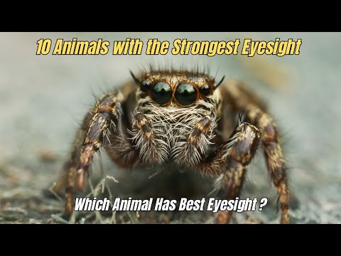 🎯 10 Animals with the Best Eyesight 💥 Which animals with the strongest eyesight ♨️