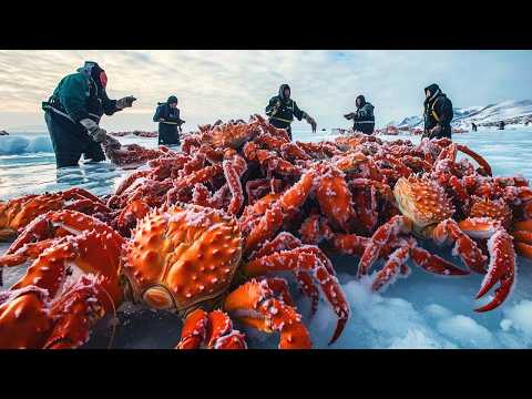 Catching Millions Of King Crabs This Way - How Fishermen Catch Millions Of Tons Of Seafood