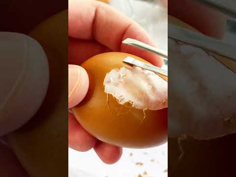 I've been peeling an egg for 24 hours..