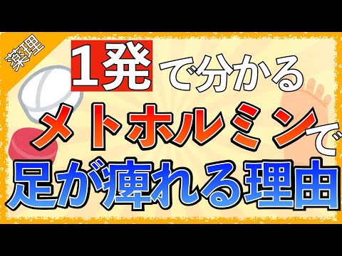 【イラストで学ぶ医学！】メトホルミンで足の痺れが起こる理由とは〜糖尿病患者のアセスメントの仕方〜