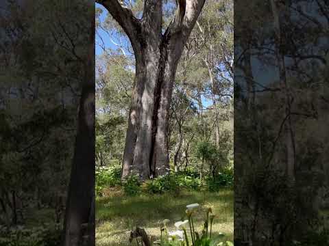 #Ludlow #Tuartforest #Tuarttree #LudlowStateForrest #Forrest #WA #Australia #Oct2023 #forestlilly