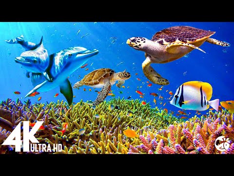 Aquarium 4K VIDEO (ULTRA HD) - Beautiful Coral Reef Fish - Sleep Relaxing Meditation Music