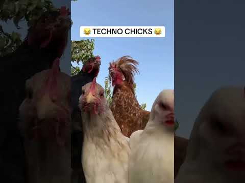 In da clurb or at a #rave … they all fam 😂🐔 #techno #electronicmusic #ravetok #dimitrivegas