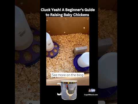 A Beginner’s Guide To Raising Baby Chickens #babychicks #backyardchickens  #cupofmood cupofmood