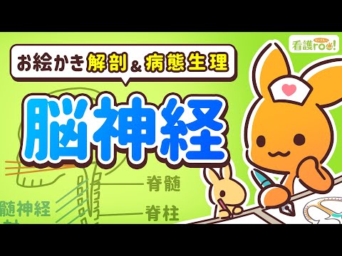 【脳神経系】脳神経｜お絵かき解剖＆病態生理