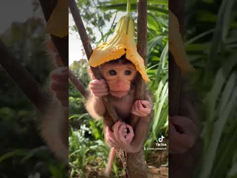 Animal #shorts #viral #ytshorts #viralshorts #youtubeshorts