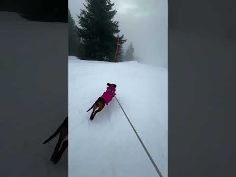 #dog #running #fast #snowboarding #life #lifestyle #speed #beauty #dogshorts #serbia #dogrunning