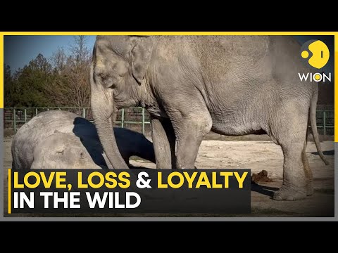 Elephant’s Refuses To Leave Bestfriend After Heartbreaking Loss | World News | WION