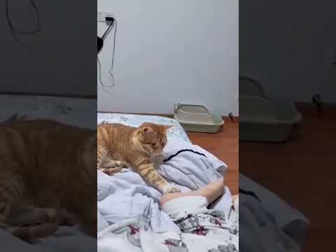 Funniest animals compilation 😆 try not to laugh cats and dogs🤣 #funny #funnyanimal #cat #funnyvideo