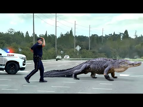 Animals That Asked People for Help & Kindness Caught On Camera #3 !