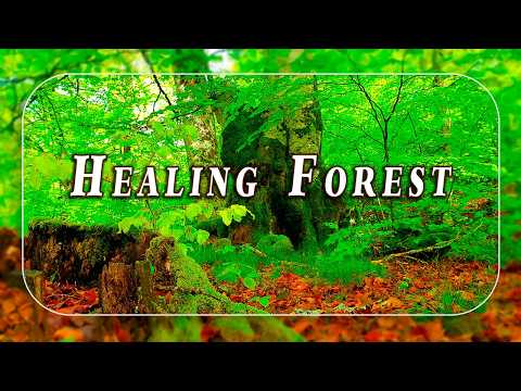 HEALING FOREST AMBIENCE 🌲Fresh Morning Energy Detox Meditation with Birds Singing 🌲Healing Frequency