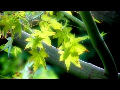 Zen Garden Tranquility (Nature Sounds Only- no music) Mindfulness Stress Reduction