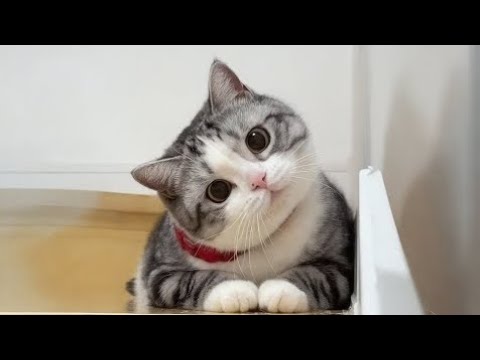 08 minutes of adorable 🥰cats and kittens videos to keep you smiling 💕😅