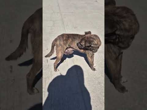 Ignored By All, Innocent Brindle Dog Suffers Horrific Cancer On His Privates  [STORY BELOW]