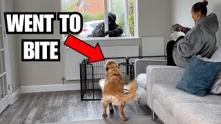 Golden Retriever Vs Intruder: Will He Protect?