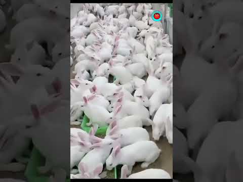 barti kam sarti jadha hai🐇🐰......